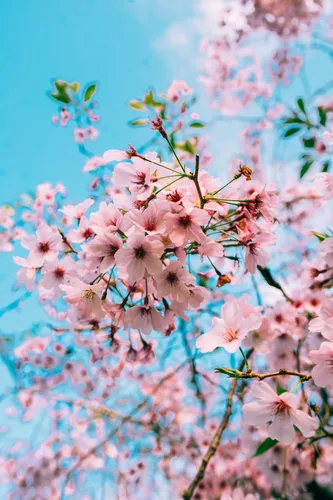 Весна Цветы Обои на телефон бесплатные картинки