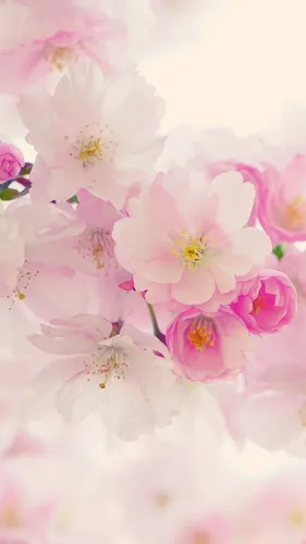 Весна Цветы Обои на телефон изображение
