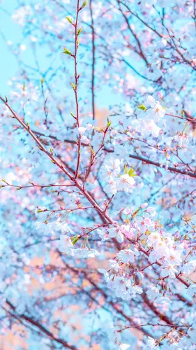 Весна Цветы Обои на телефон 4K