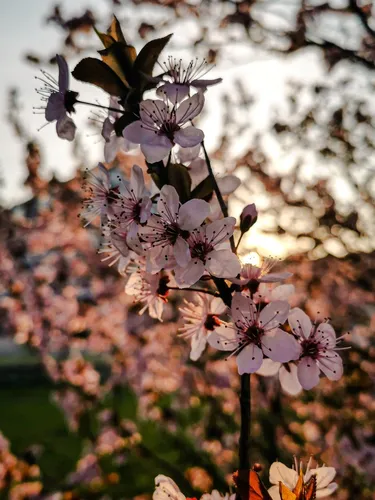Весна Цветы Обои на телефон HD