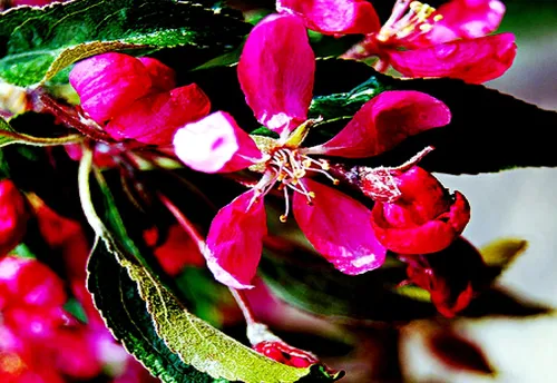Весна Цветы Обои на телефон бесплатные картинки