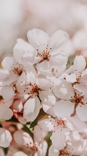 Весна Цветы Обои на телефон белые цветы крупным планом