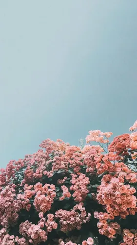 Винтаж Обои на телефон дерево с розовыми цветами