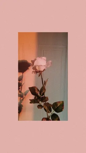 Винтаж Обои на телефон розовый цветок на розовой стене