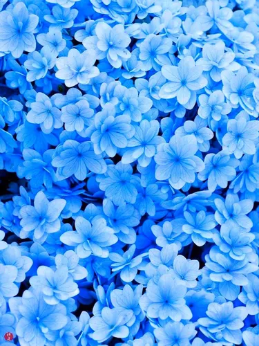 Голубой Обои на телефон группа цветов