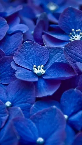 Голубой Обои на телефон цветок крупным планом