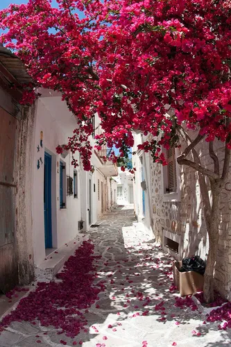 Греция Обои на телефон дерево с розовыми цветами в переулке между зданиями