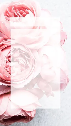 Инстаграм Обои на телефон крупный план розового цветка