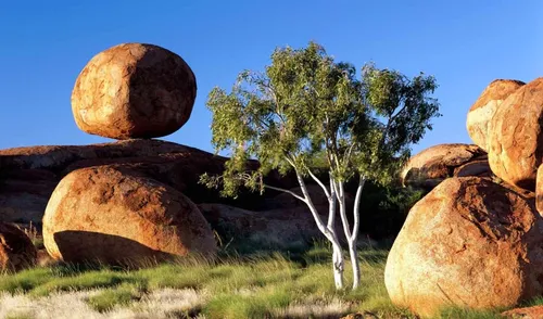 Камни Обои на телефон дерево в травянистой местности с большими скалами на заднем плане