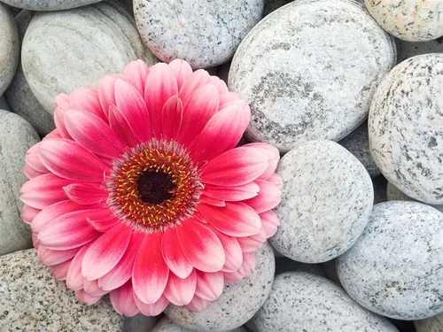 Камни Обои на телефон розовый цветок в горшке со скалами