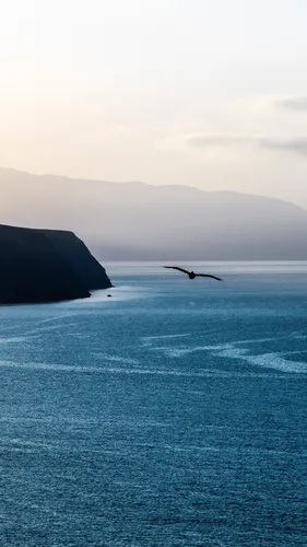 Море Hd Обои на телефон птица, летящая над водой
