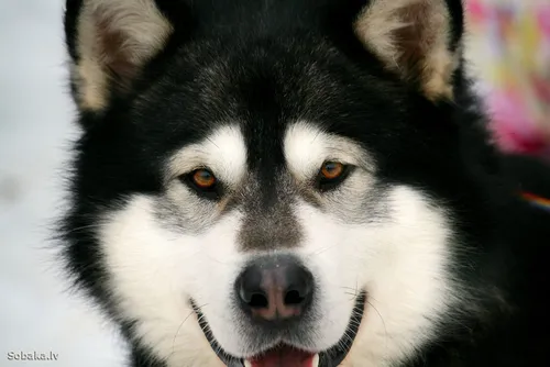 Маламут Фото собака с высунутым языком