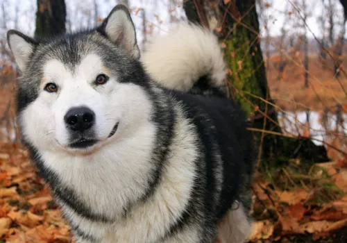 Маламут Фото собака, стоящая в лесу