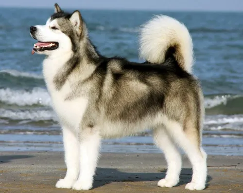 Маламут Фото собака, стоящая на пляже
