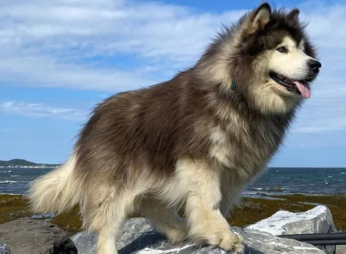 Маламут Фото собака, стоящая на скале