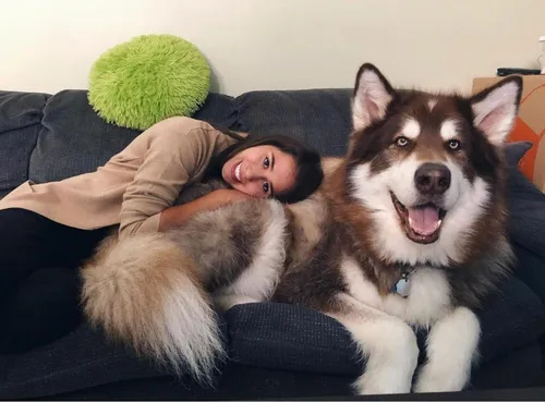 Маламут Фото человек, лежащий на диване с собакой