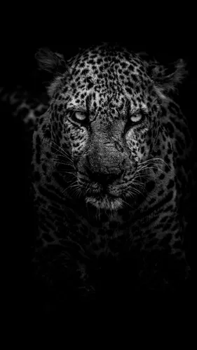 Парню Обои на телефон черно-белая фотография тигра