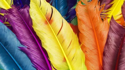 Перья Обои на телефон группа разноцветных листьев