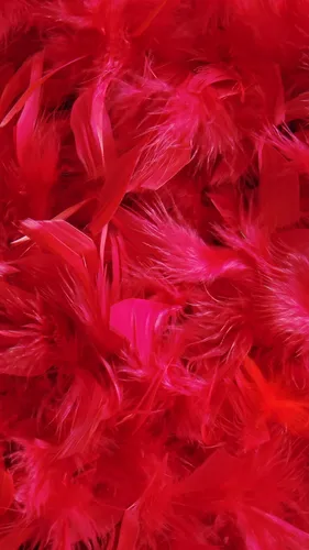 Перья Обои на телефон крупный план красного цветка