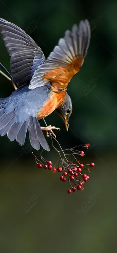 Птица Обои на телефон летящая птица с веткой ягод перед ней