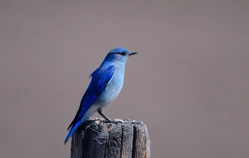 Птица Обои на телефон синяя птица на деревянном столбе