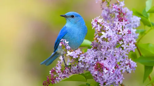 Птица Обои на телефон синяя птица на цветке