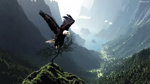 Птица Обои на телефон белоголовый орлан летит над лесом
