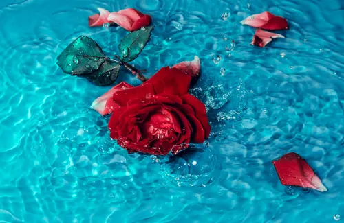 С Водой Обои на телефон роза, плывущая в воде