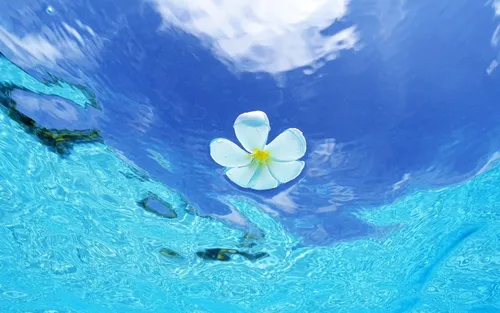 С Водой Обои на телефон цветок, плавающий в воде
