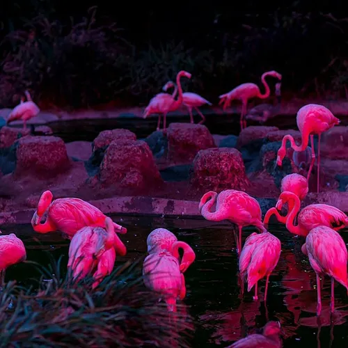 С Единорогами И Фламинго Обои на телефон группа розовых фламинго