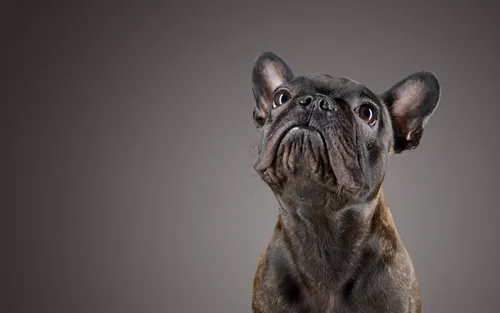 Французский Бульдог Обои на телефон собака смотрит вверх