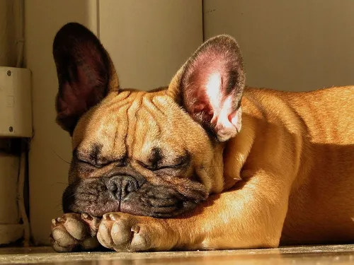 Французский Бульдог Обои на телефон собака спит на диване