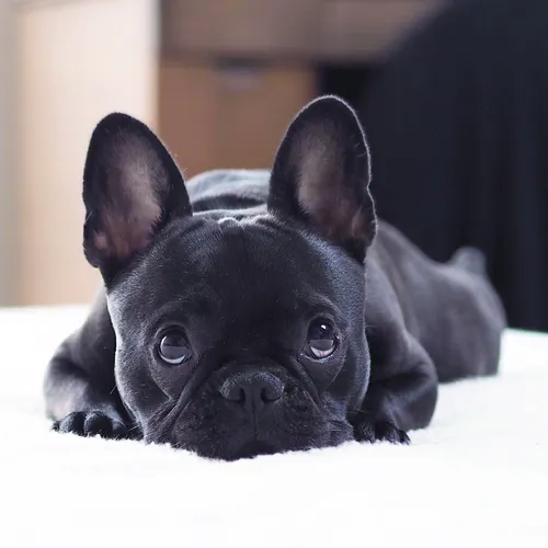 Французский Бульдог Обои на телефон черная собака, лежащая на белой поверхности