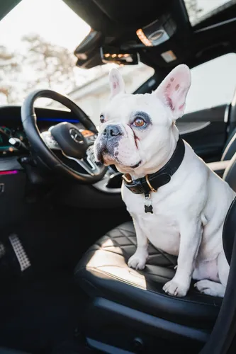 Французский Бульдог Обои на телефон собака сидит в машине