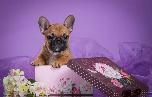 Французский Бульдог Обои на телефон собака сидит на диване