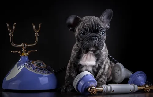 Французский Бульдог Обои на телефон собака с цепочкой для ключей