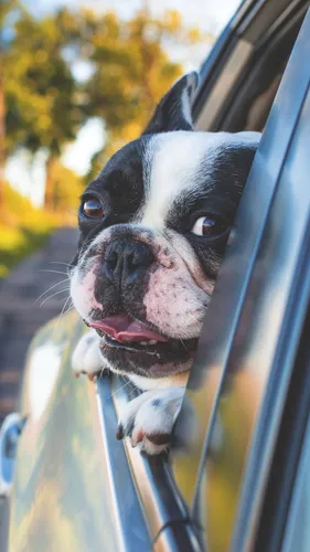 Французский Бульдог Обои на телефон собака, выглядывающая из окна автомобиля