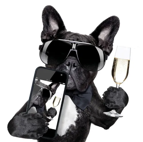 Французский Бульдог Обои на телефон собака в солнцезащитных очках