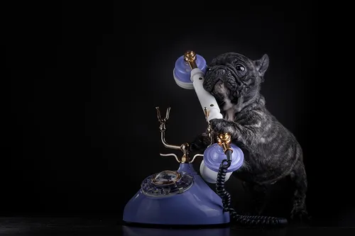 Французский Бульдог Обои на телефон собака с трофеем