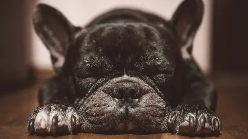 Французский Бульдог Обои на телефон щенок, лежащий на земле