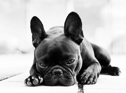 Французский Бульдог Обои на телефон собака, лежащая на полу