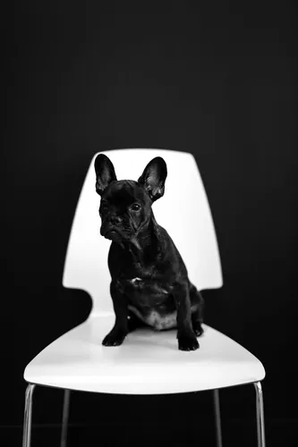 Французский Бульдог Обои на телефон собака сидит на стуле