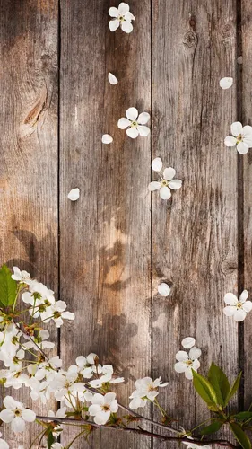 Цветочки Обои на телефон группа белых цветов на деревянной поверхности