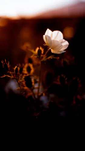 Цветочки Обои на телефон белый цветок на растении