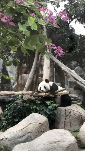 С Пандами Обои на телефон панда, лежащая на бревне