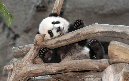 С Пандами Обои на телефон медведь панда на ветке дерева