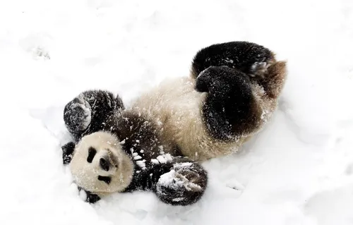 С Пандами Обои на телефон группа щенков в снегу
