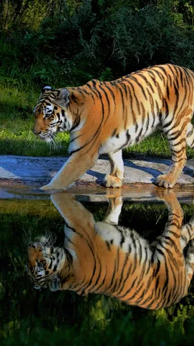 С Тиграми Обои на телефон тигр, идущий по уступу