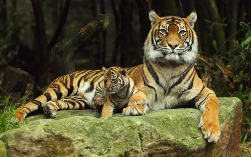 С Тиграми Обои на телефон пара тигров, лежащих на скале