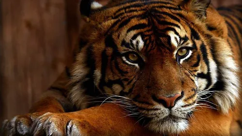 С Тиграми Обои на телефон тигр лежа